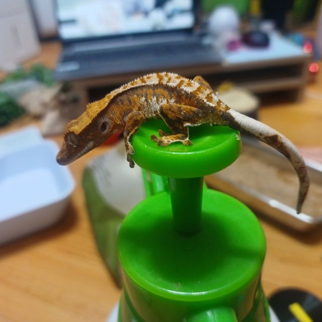 트라이 익스트림할리퀸