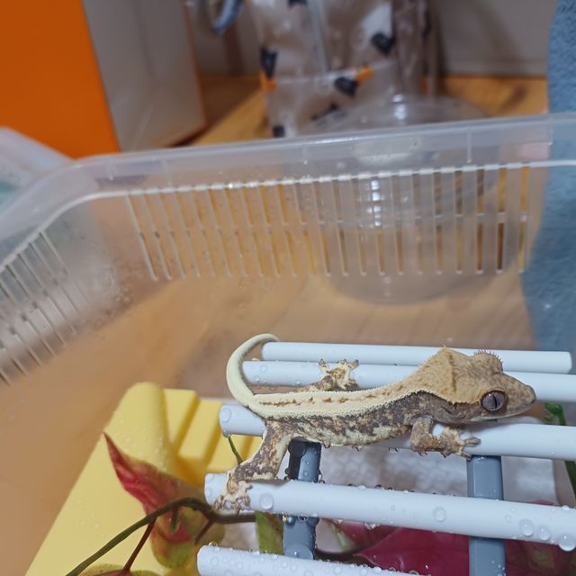 릴리화이트 트라이
