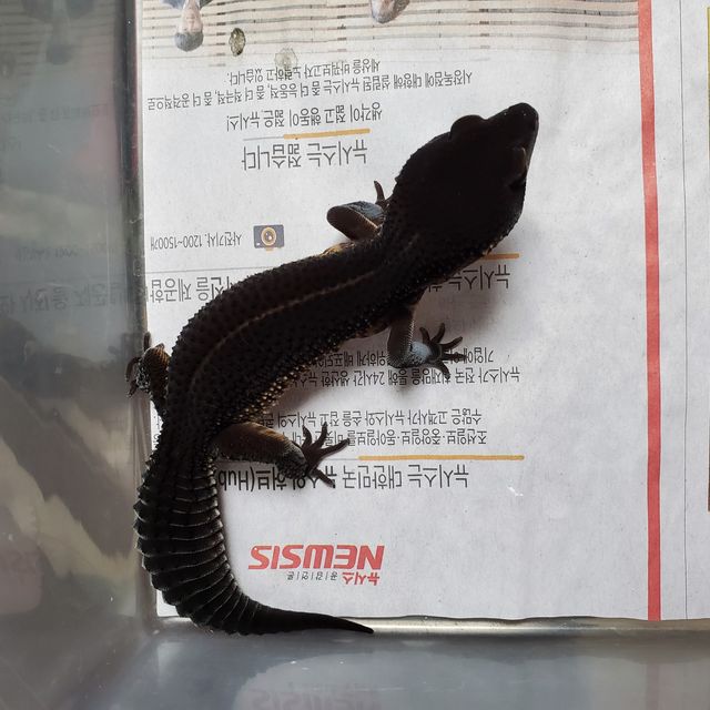 블랙나이트