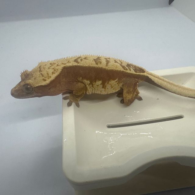 익스트림할리퀸 레드