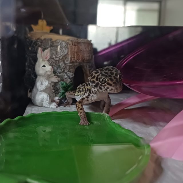 스노우