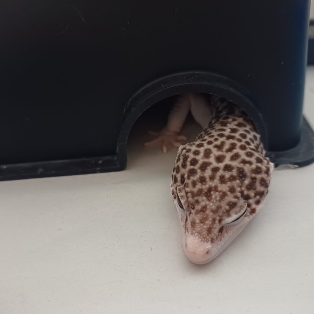 갤럭시