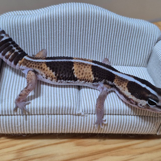 노멀 헷 오레오