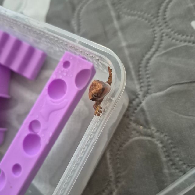 익스트림할리퀸