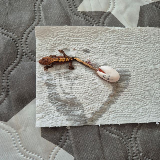 익스트림할리퀸 레드