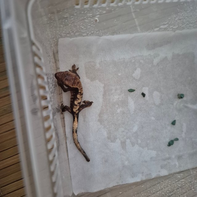 다크 익스트림할리퀸