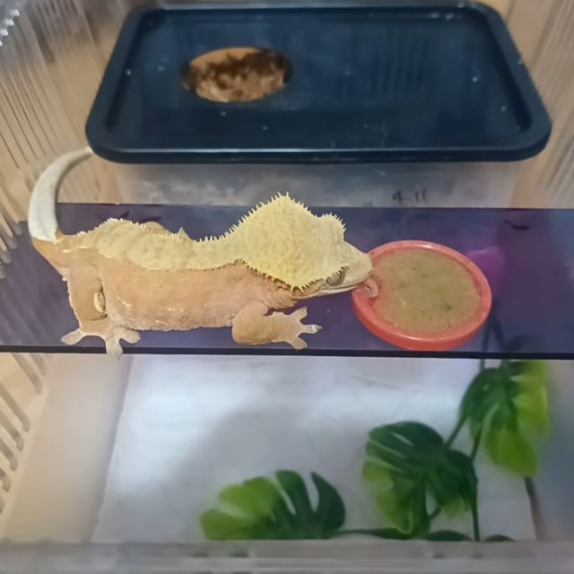 바이 레드 팬텀