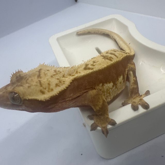익스트림할리퀸 레드