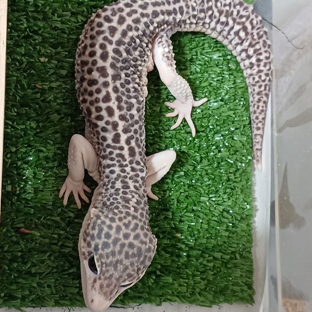 갤럭시