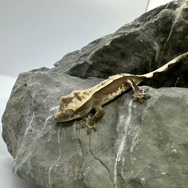 아잔틱