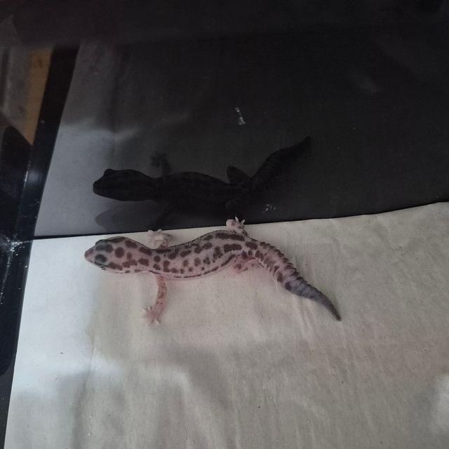 오레오 패턴리스 헷 고스트