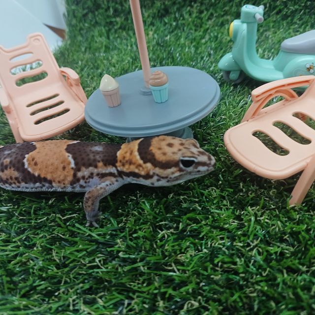 노멀 헷 아멜라니스틱