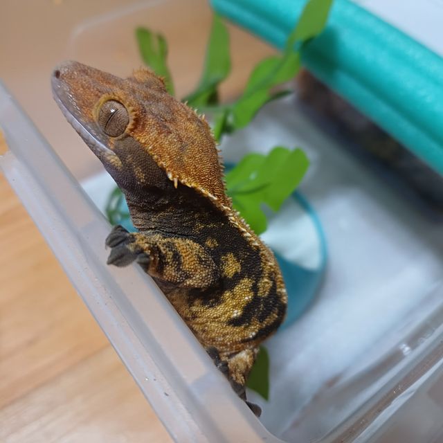 익스트림할리퀸 할로윈