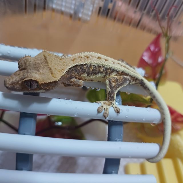 릴리화이트 트라이