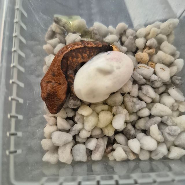 카푸치노 트라이