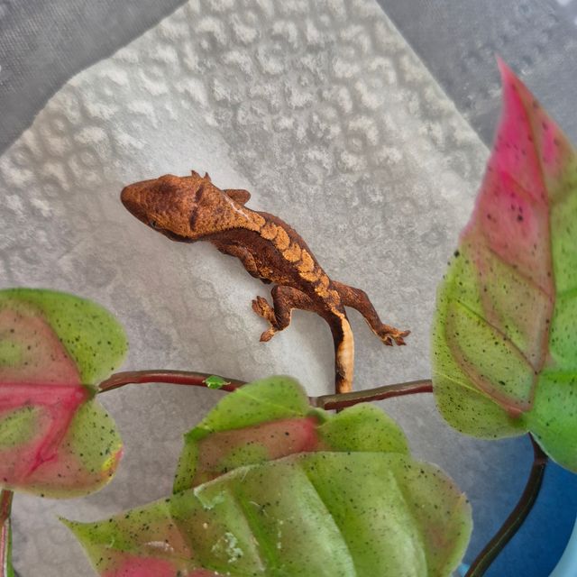 레드 익스트림할리퀸