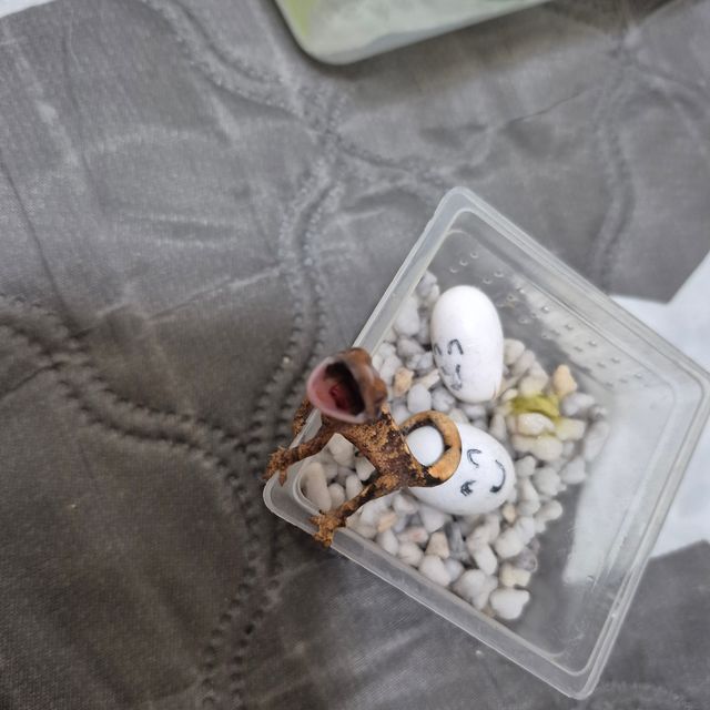 익스트림할리퀸