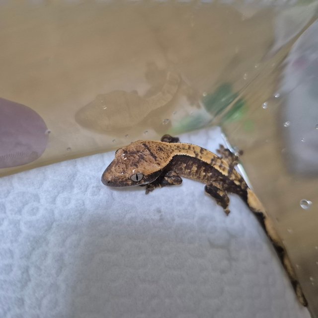 익스트림할리퀸