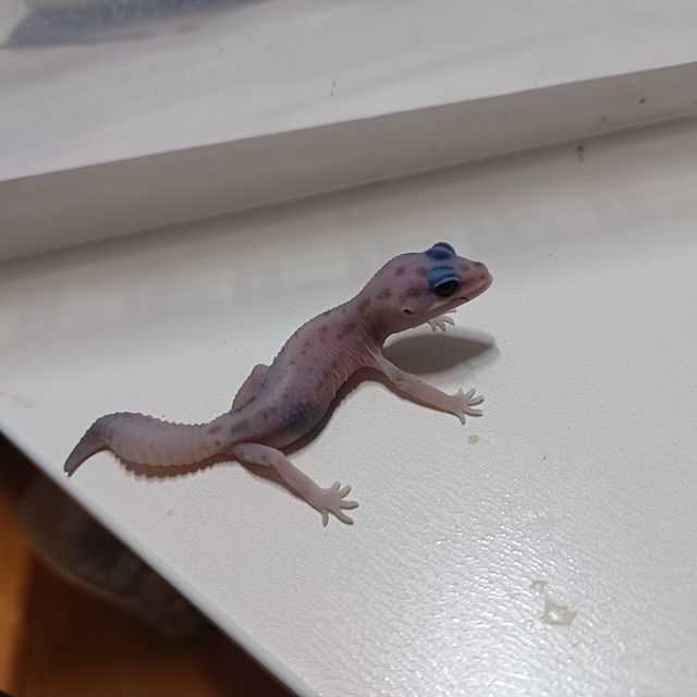 오레오 패턴리스 헷 고스트
