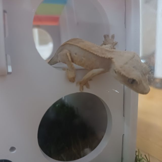 익스트림할리퀸 레드