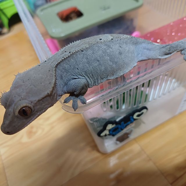 카푸치노