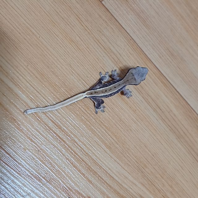 릴리화이트 트라이