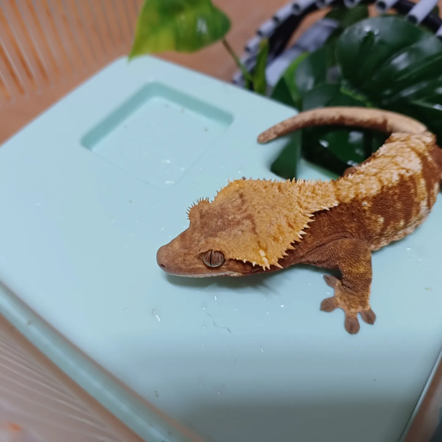 익스트림할리퀸 레드