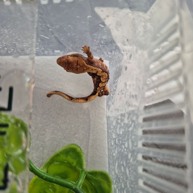 익스트림할리퀸