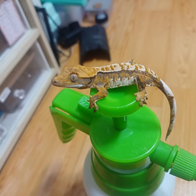 트라이 익스트림할리퀸