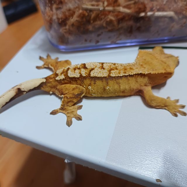 트라이 익스트림할리퀸 텐저린