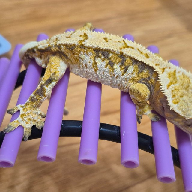 트라이 익스트림할리퀸