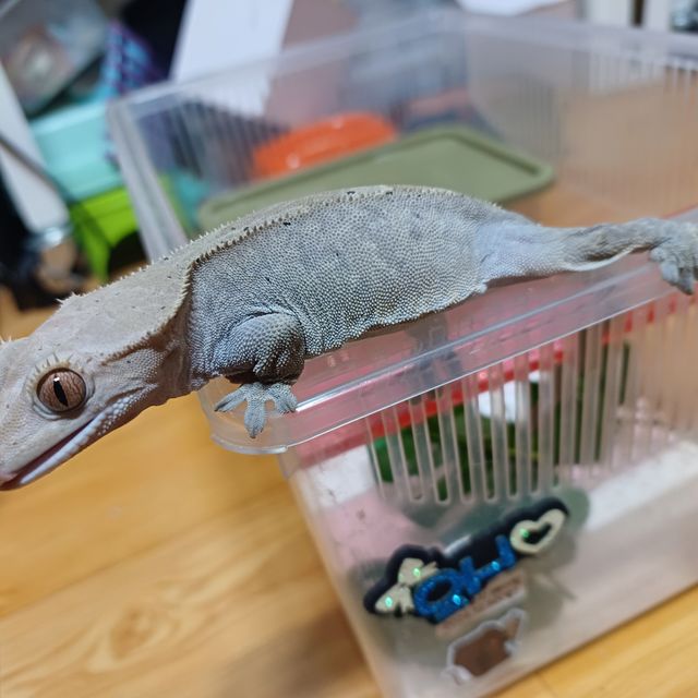 카푸치노