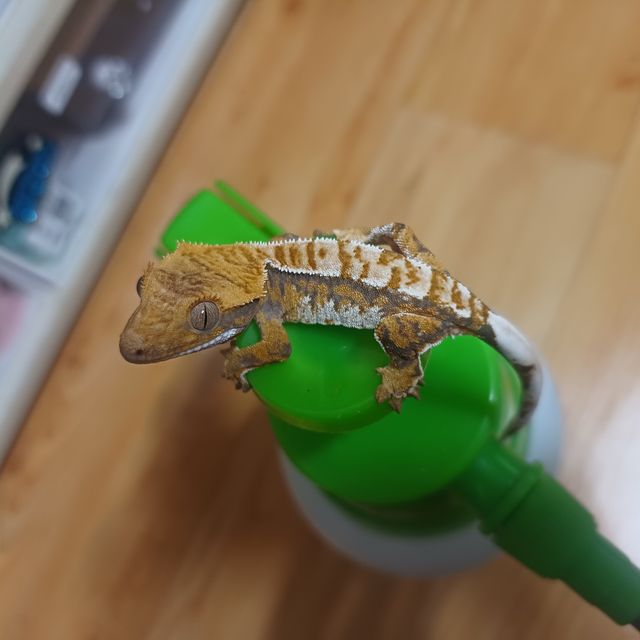 트라이 익스트림할리퀸