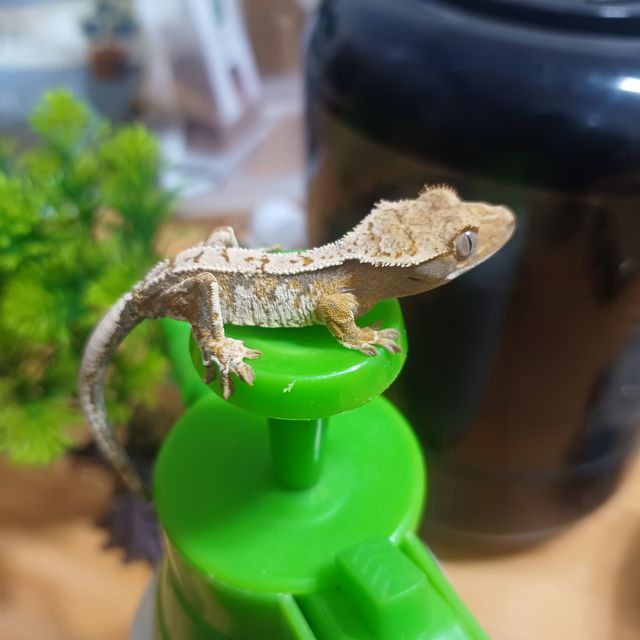 트라이 익스트림할리퀸