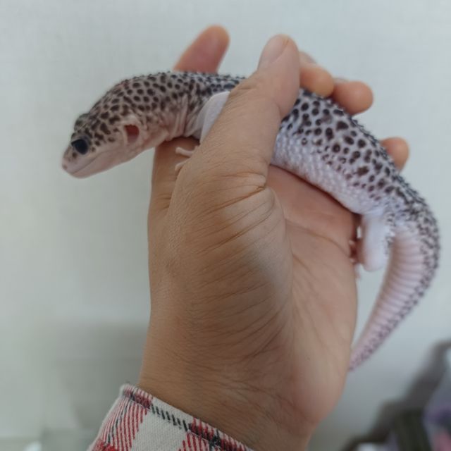 갤럭시