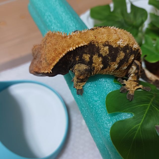 익스트림할리퀸 할로윈