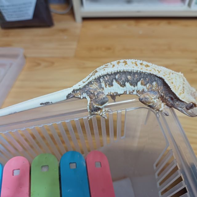 트라이 릴리화이트 풀핀