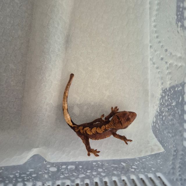 레드 익스트림할리퀸