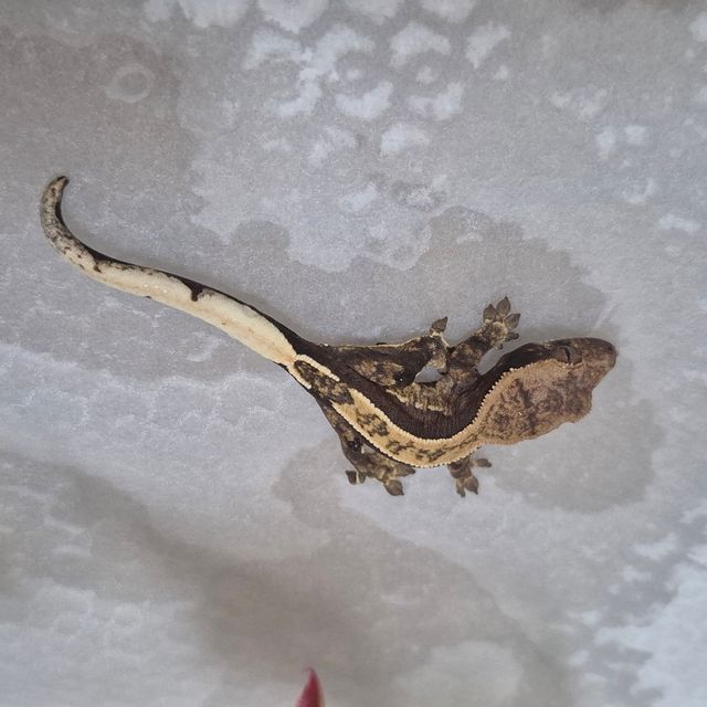 익스트림할리퀸