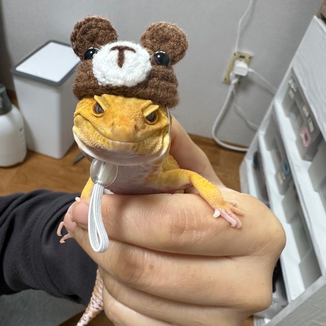 썬글로우 블러드