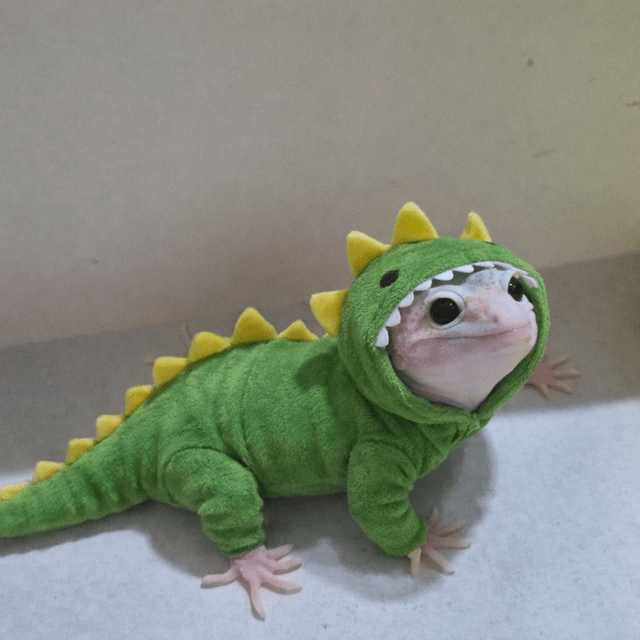 슈퍼스노우 랩터