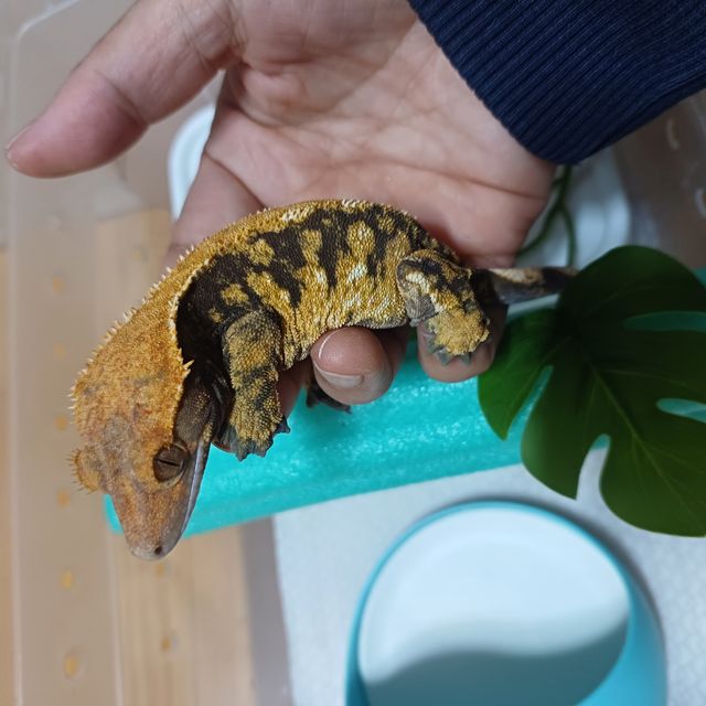 익스트림할리퀸 할로윈