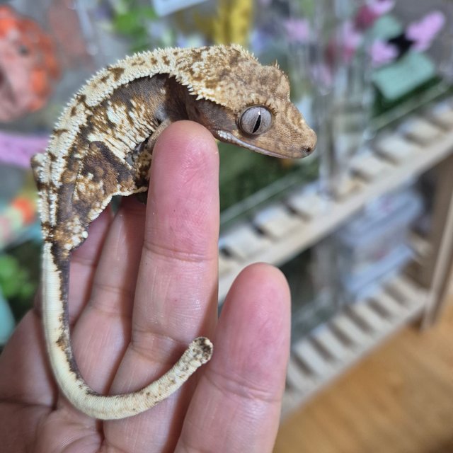 트라이 익스트림할리퀸