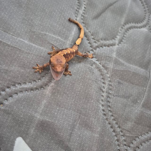 익스트림할리퀸