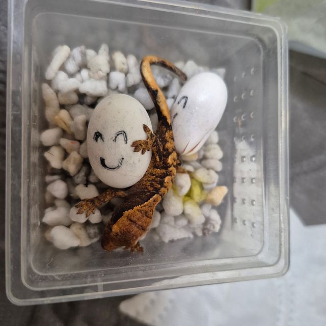 익스트림할리퀸