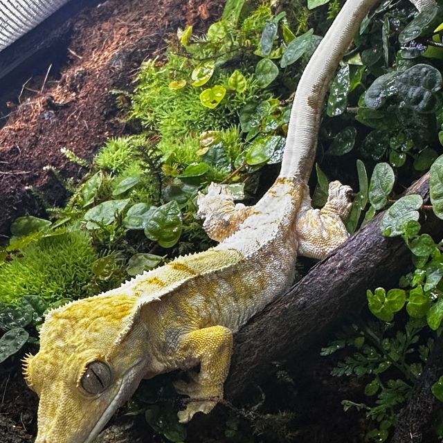 트라이 익스트림할리퀸