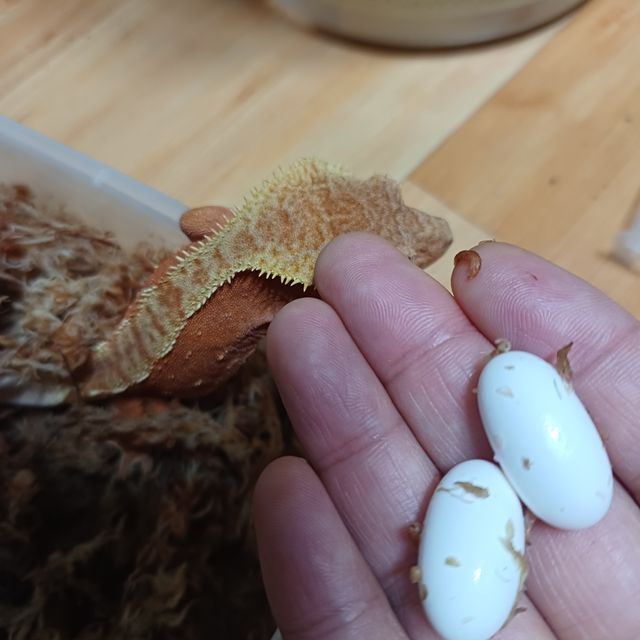 바이 레드 팬텀
