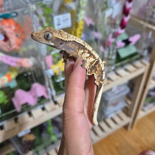 트라이 익스트림할리퀸