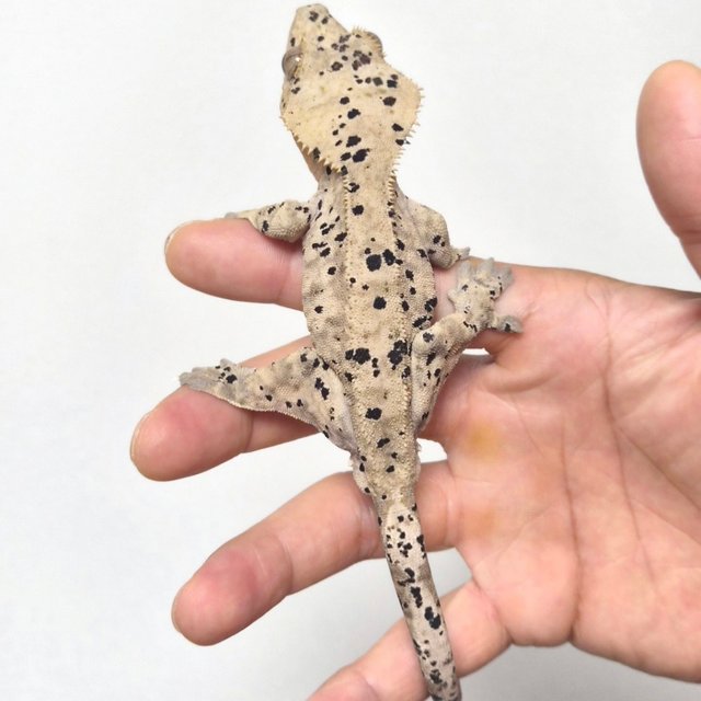 슈퍼달마시안 달마시안