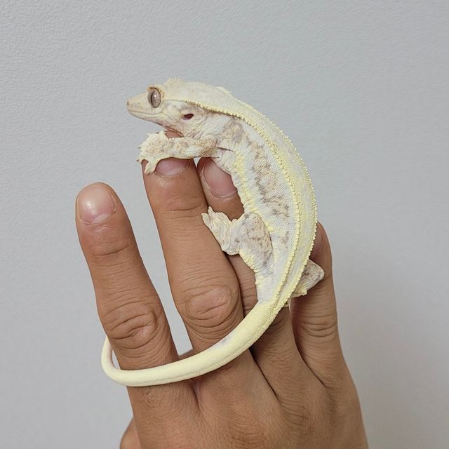 릴리화이트 풀핀